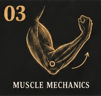 03. Muscle Mechanics. Gold sketch of a bent arm with an elbow pivot and movement arc.